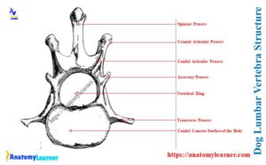 Dog Lumbar Vertebrae - Number and Anatomy with Diagram » AnatomyLearner ...