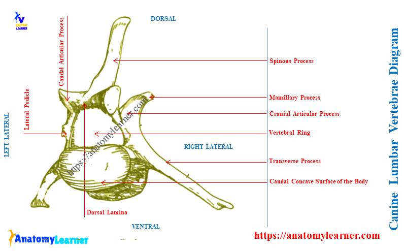 Canine Lumbar Vertebrae Labeled Diagram