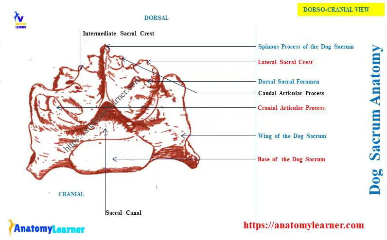 Canine Sacrum Bone Anatomy