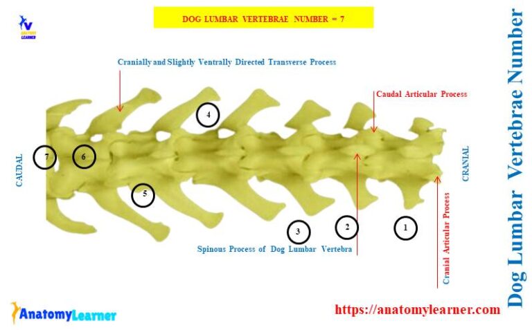 Dog Lumbar Vertebrae - Number and Anatomy with Diagram » AnatomyLearner ...