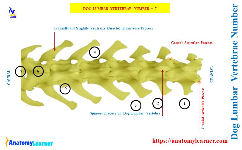 Dog Lumbar Vertebra Structure and Number