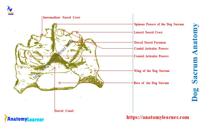 Dog Sacrum Anatomy