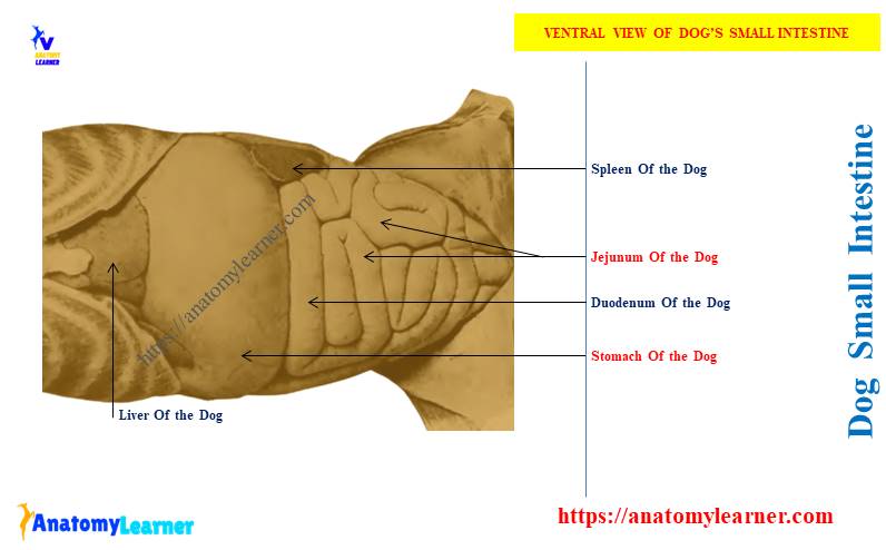 Dog Small Intestine