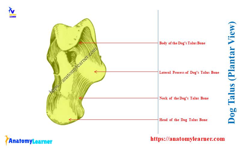 Dog Talus Bone (Plantar View)