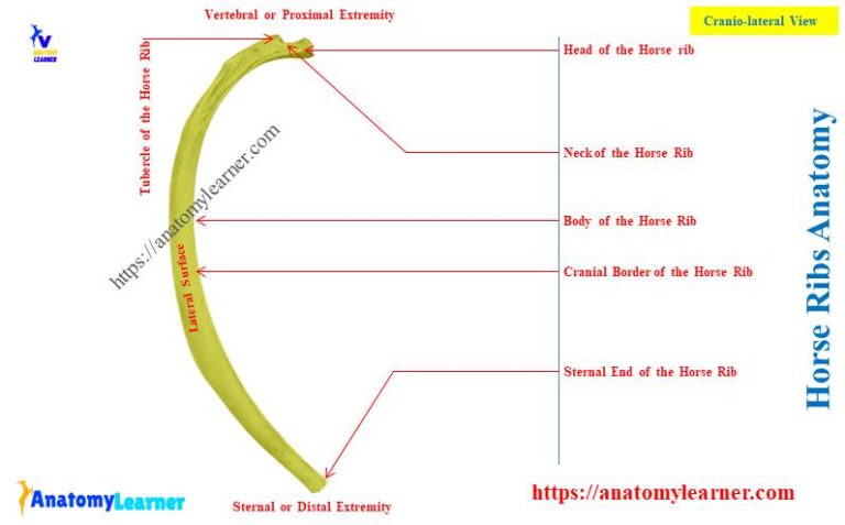 How Many Pairs of Ribs Does a Horse Have? » AnatomyLearner