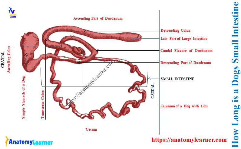 How Long is a Dogs Small Intestine