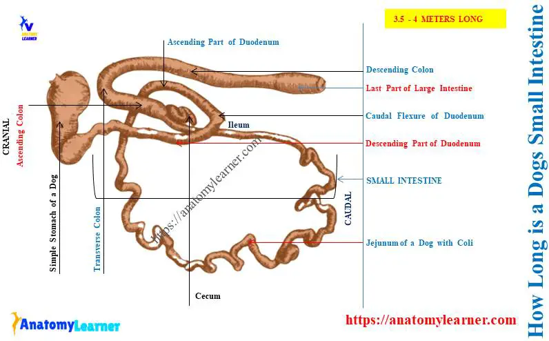 How long are the intestines in a dog