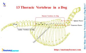 How Many Thoracic Vertebrae Does a Normal Dog Have? » AnatomyLearner ...