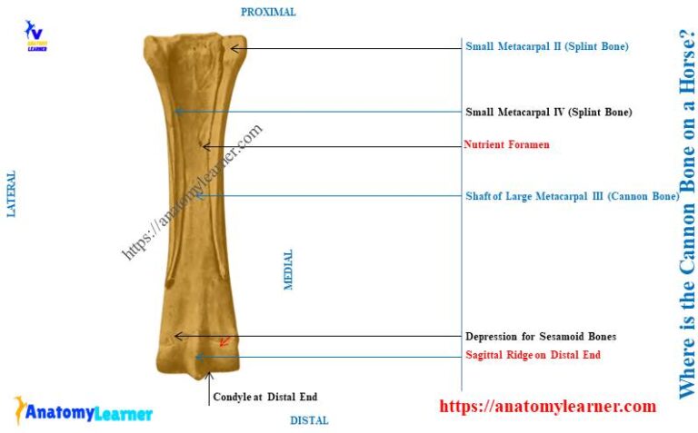 Where is the Cannon Bone on a Horse? » AnatomyLearner >> Veterinary ...