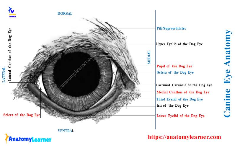 Canine Eye Anatomy