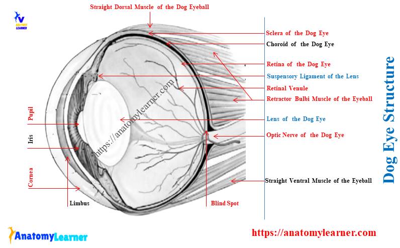 Dog Eye Anatomy Diagram