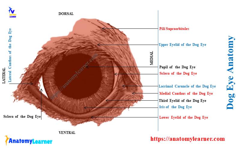 Dog Eye Anatomy