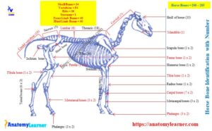 How Many Bones Does a Horse Have? » AnatomyLearner >> Veterinary