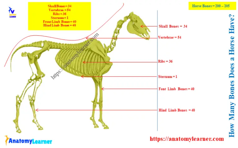 How Many Bones Does a Horse Have? » AnatomyLearner >> Veterinary