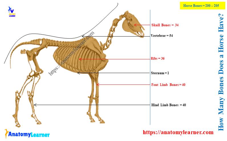 How many bones does a horse have