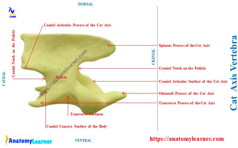 Cat Axis Vertebra Anatomy