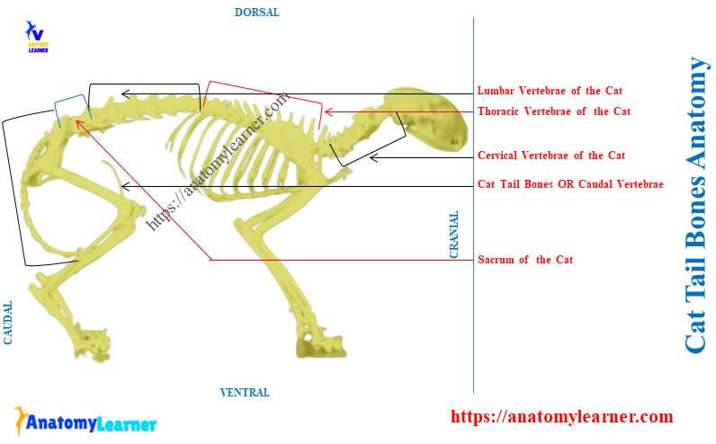Cat Tail Bones