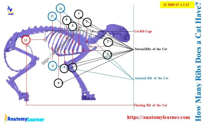 how-many-ribs-does-a-cat-have-13-or-26-anatomylearner-the-place