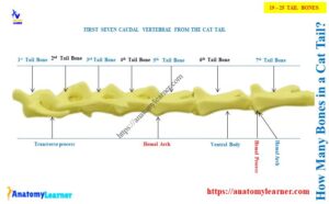 Cat Tail Bones Anatomy with Diagram » AnatomyLearner >> The Place to ...