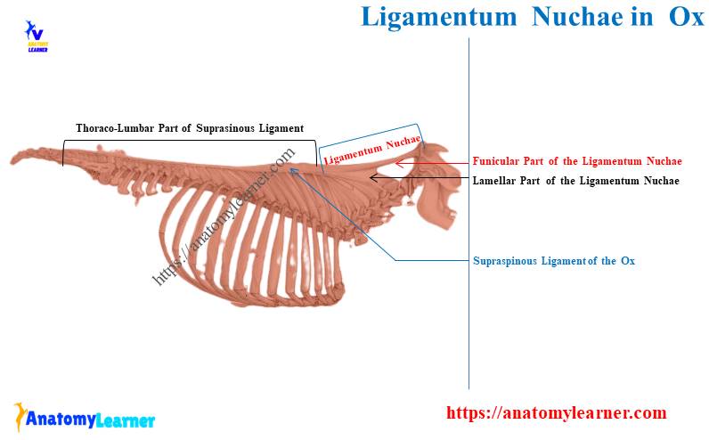 What is the Ligamentum Nucahe in Ox