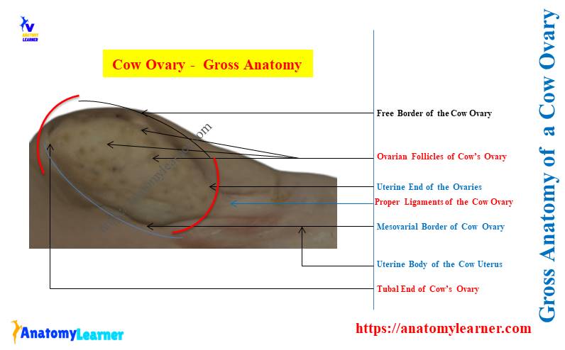 Gross Anatomy of a Cow Ovary