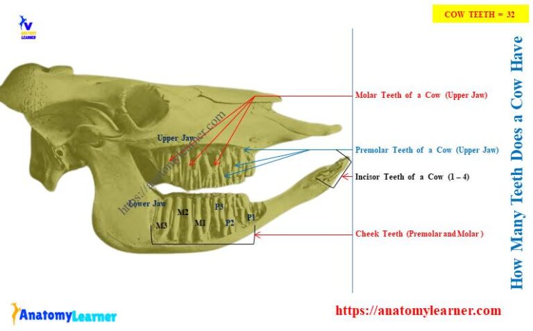 How Many Teeth Does A Cow Have AnatomyLearner Veterinary Anatomy   How Many Teeth Does A Cow Have 768x477 