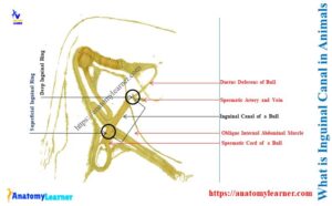 What is the Inguinal Canal in Animals (Bull, Cow, Dog, Cattle ...