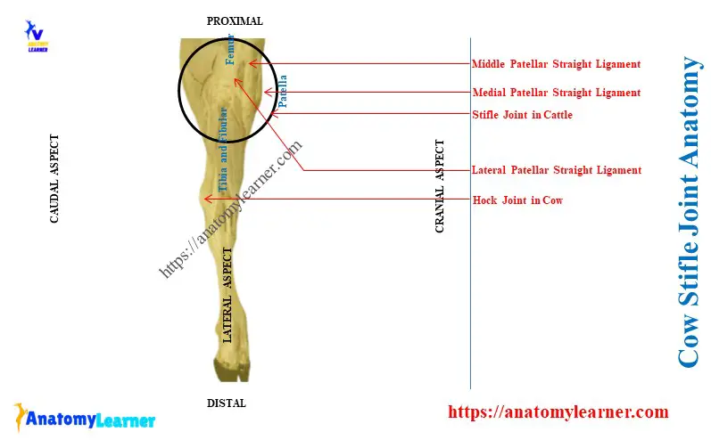 Cow Stifle Joint Anatomy