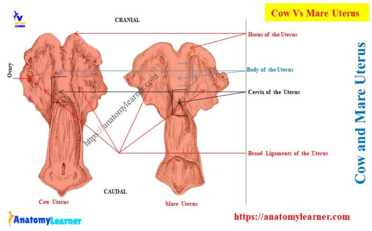 What is the Differences Between a Cow and a Mare Uterus ...