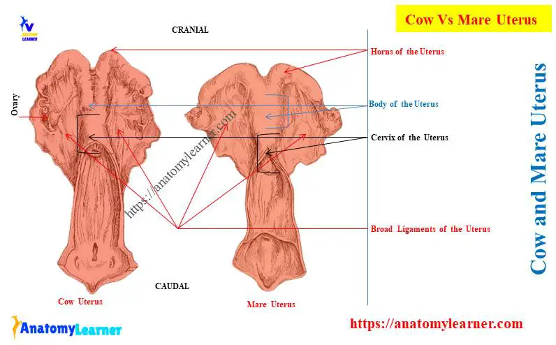 Cow and Mare Uterus Parts