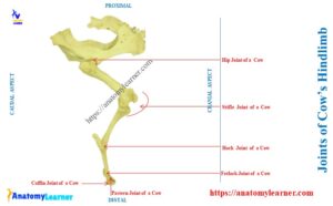 Cow Stifle Joint Anatomy - Bones and Ligaments » AnatomyLearner ...