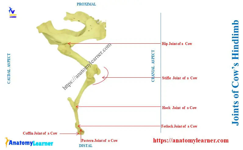 Joints of Cow’s Hindlimb