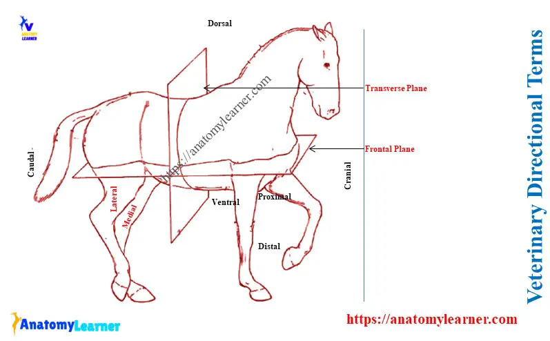 Veterinary Directional Terms