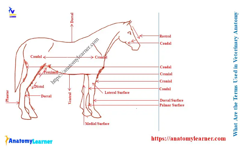 What are the Terms Used in Veterinary Anatomy