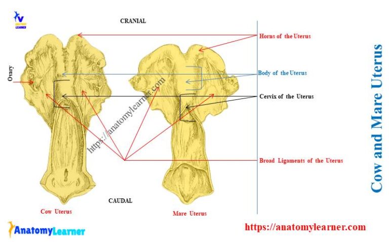 What is the Differences Between a Cow and a Mare Uterus ...