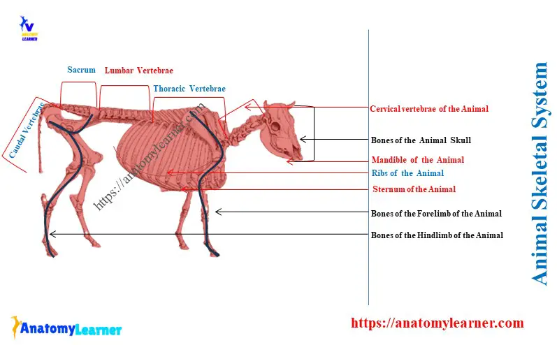 Animal Skeletal System Diagram