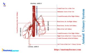 Animal Urinary System Anatomy (Parts Identification) » AnatomyLearner ...