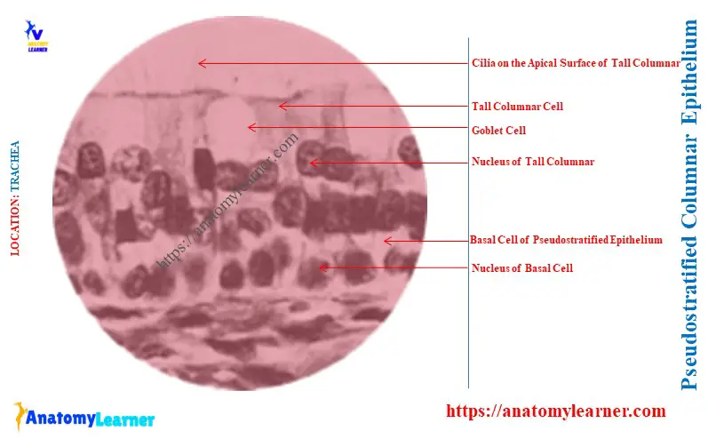 Are Goblet Cells Found in Pseudostratified Epithelium