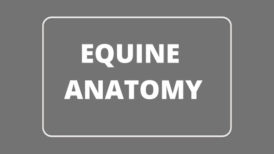 Equine Anatomy by AnatomyLearner