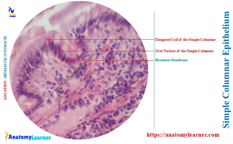 Is Columnar Epithelium Found in the Stomach