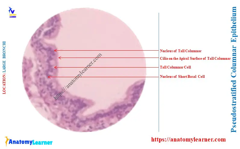 Is Pseudostratified Columnar Epithelium Found in the Lungs