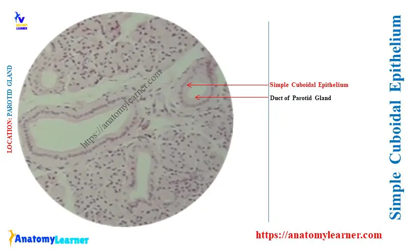 Is Simple Cuboidal Found in Glands