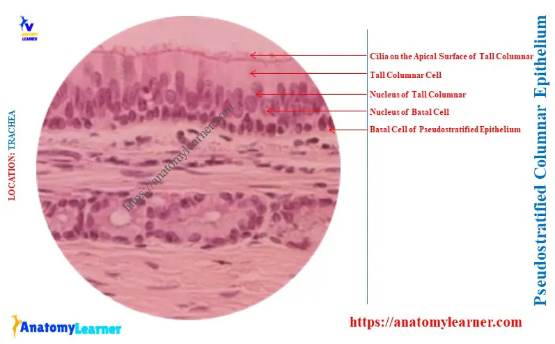 Is the Pseudostratified Columnar Epithelium Always Ciliated
