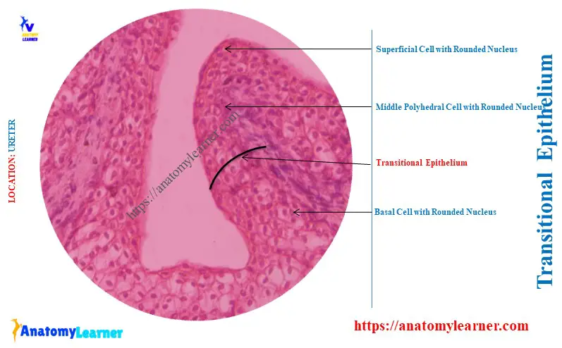 Lining Cells of Ureter (Transitional) 