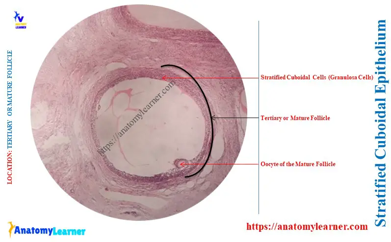 Lining of Mature Ovarian Follicle