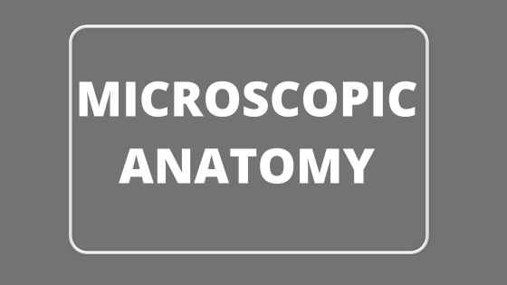 Microscopic Anatomy by AnatomyLearner