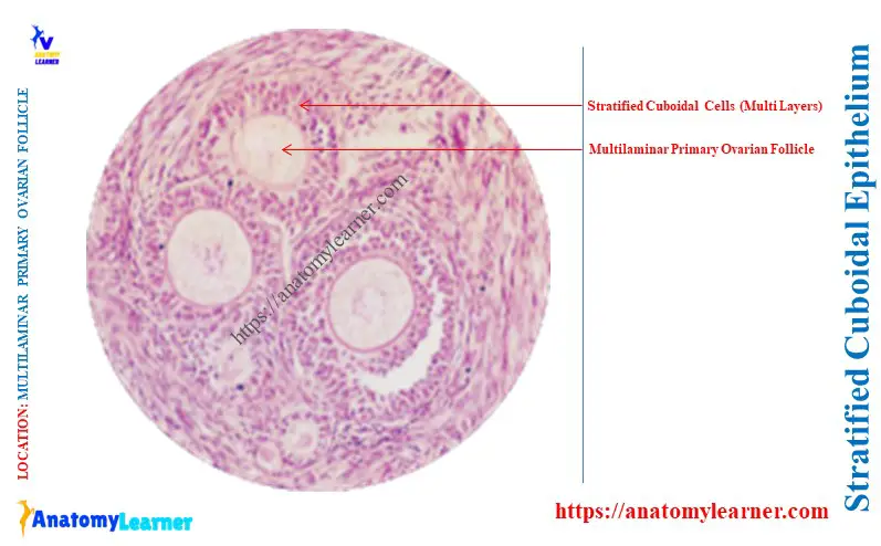 Primary Ovarian Follicle and Stratified Cuboidal