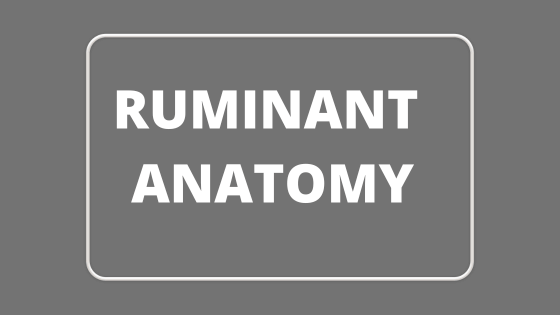 Ruminant Anatomy by Anatomy Learner