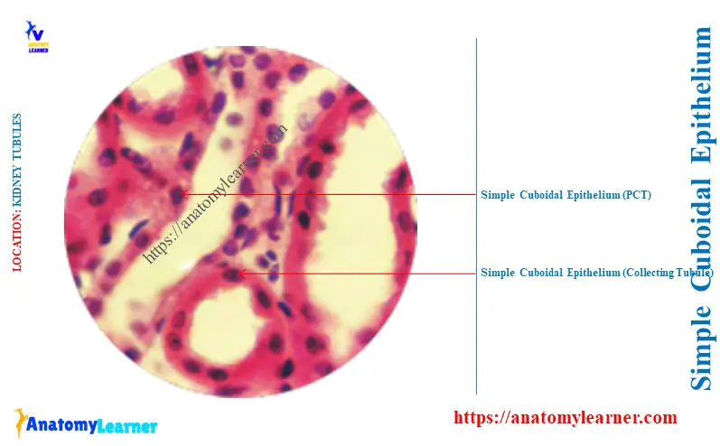 Simple Cuboidal in Kidney Tubules