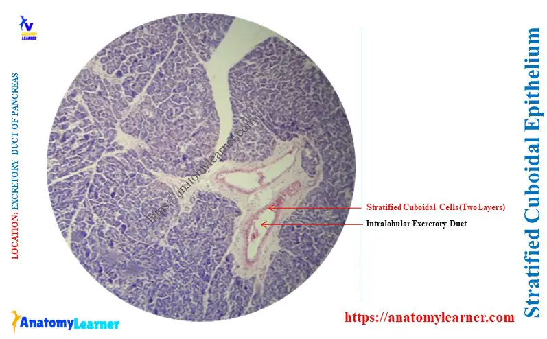 Stratified Cuboidal in the Excretory Duct of the Pancreas